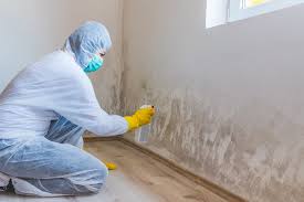 Trusted Wilmington, IL Mold Removal Experts