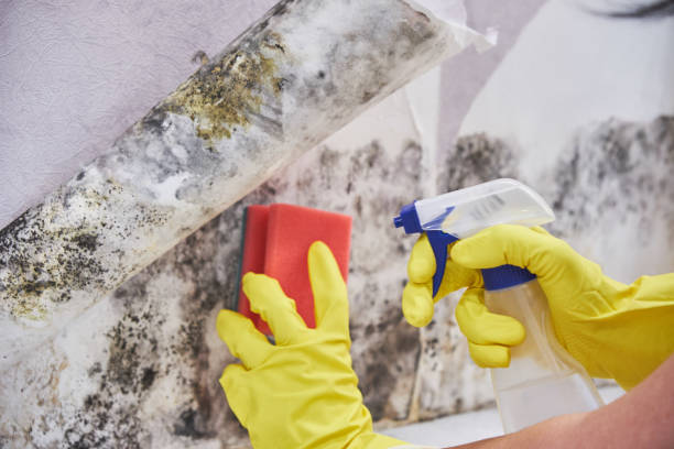 Best Attic Mold Removal in Wmington, IL